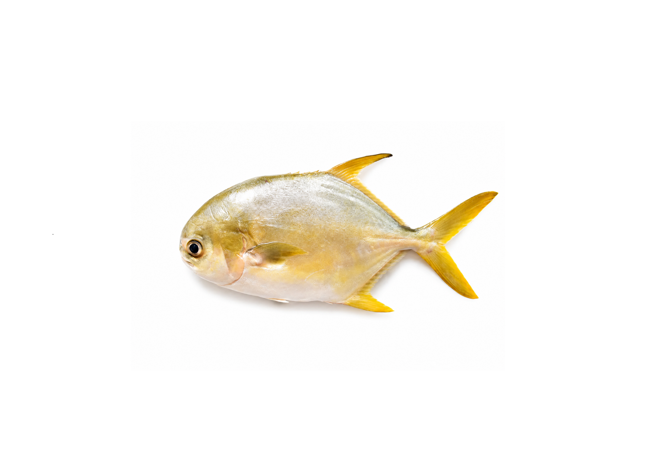 Golden Pompano