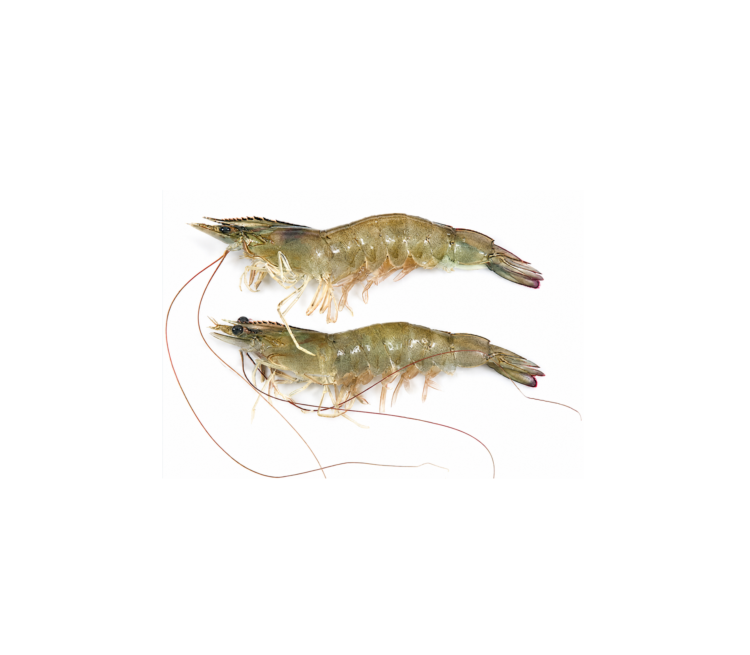 Pacific White Shrimp