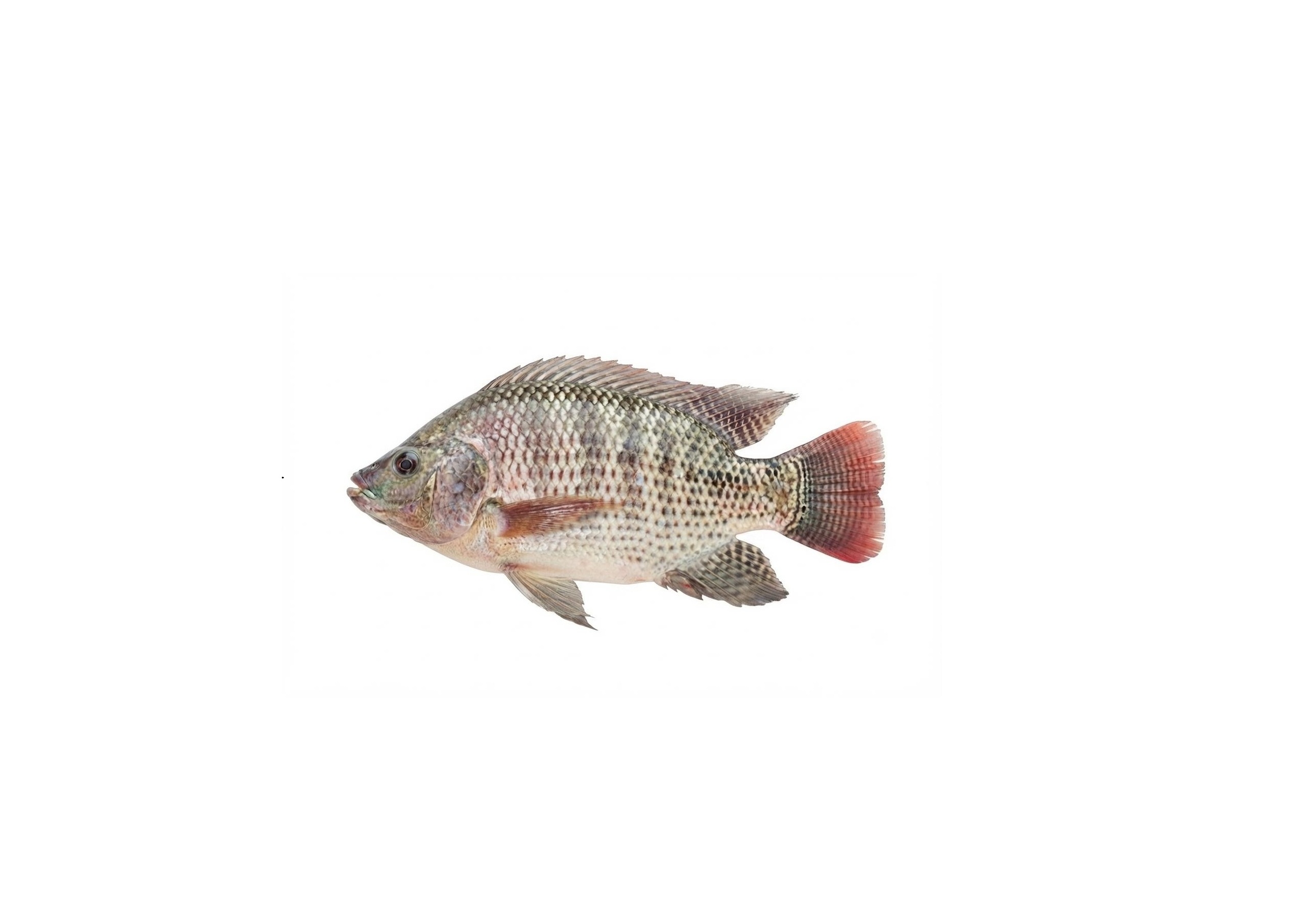 Nile Tilapia