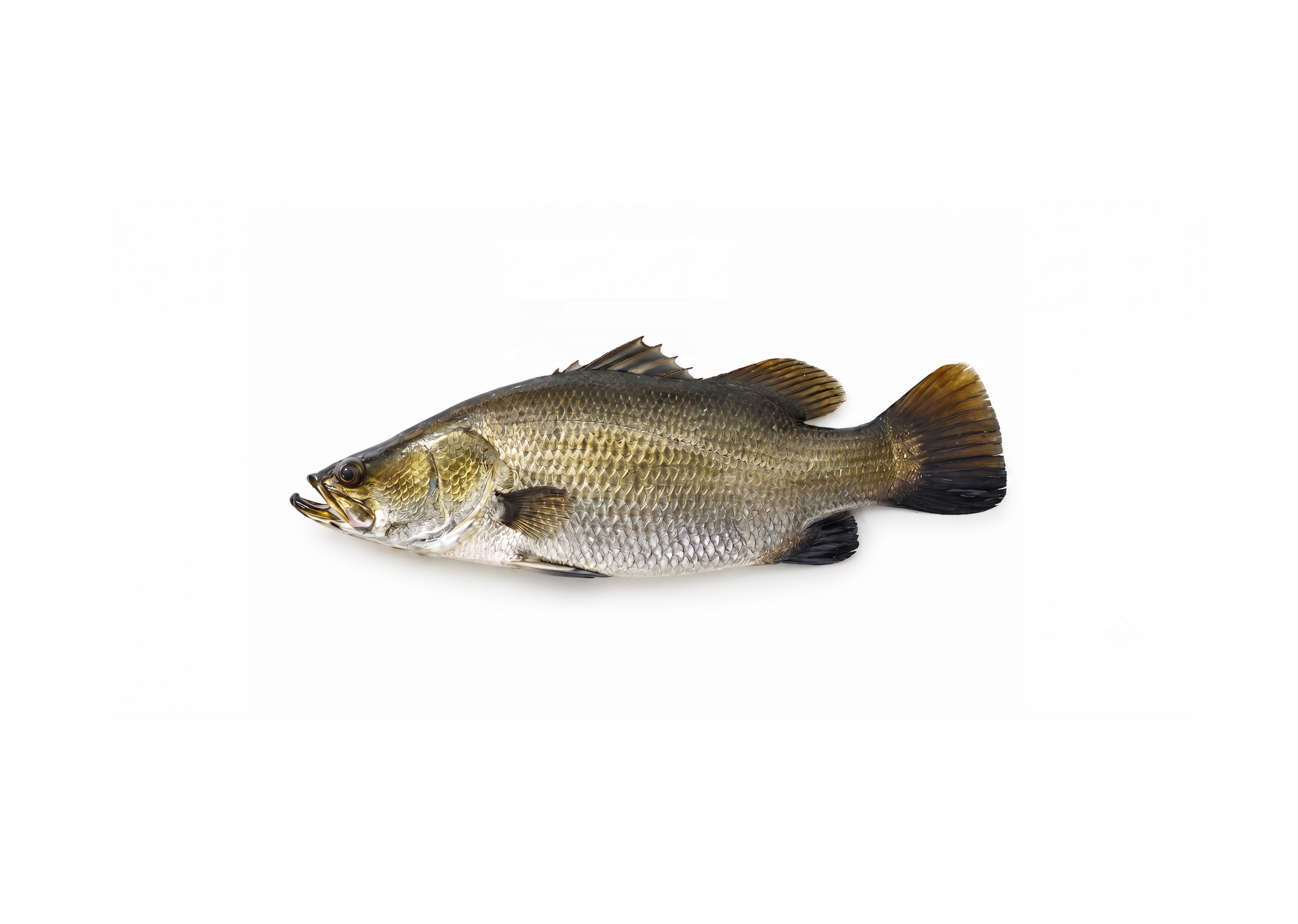 Asian Seabass/ Barramudi