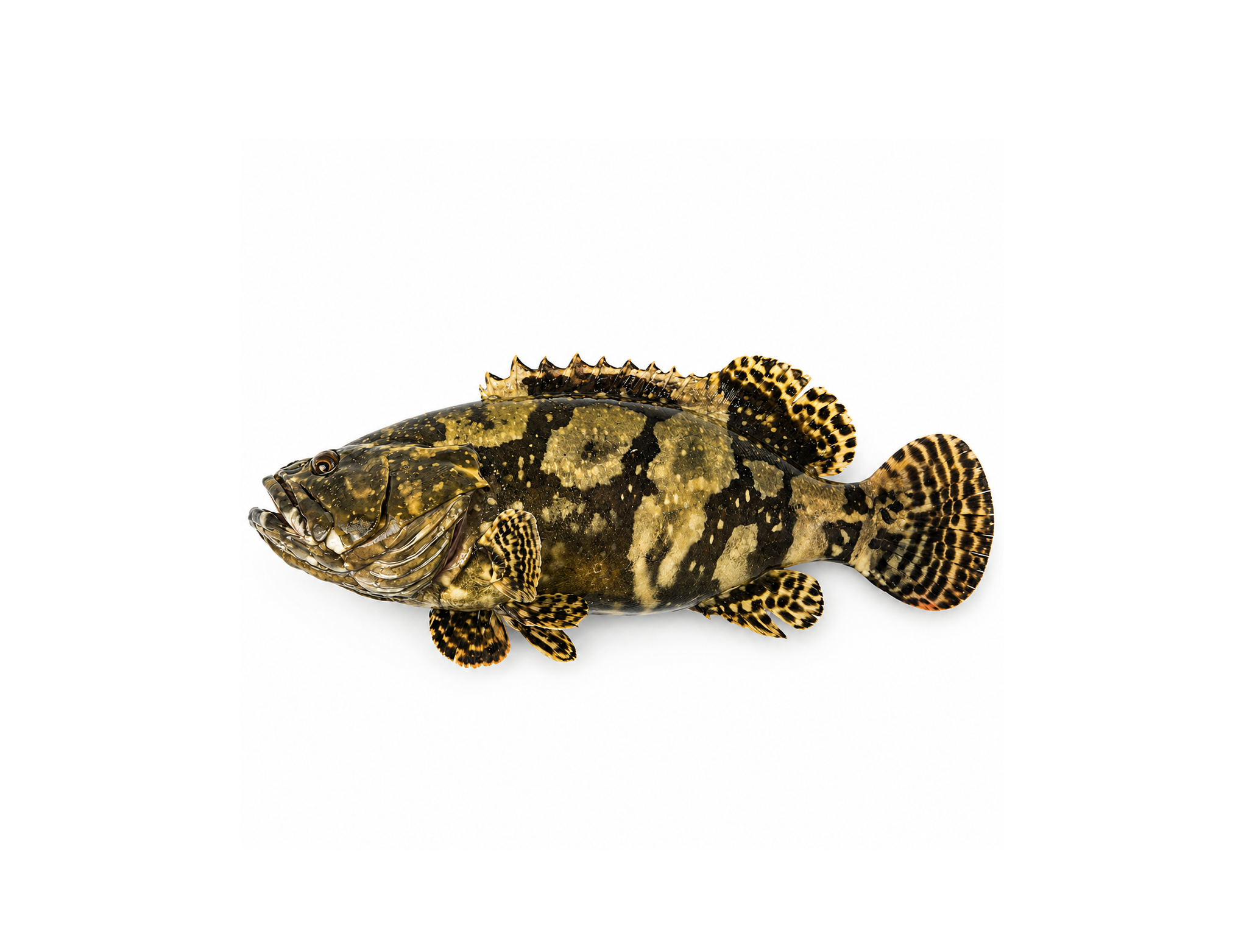 Hybrid Grouper