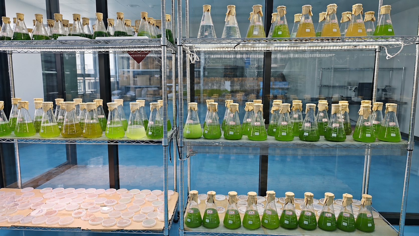 Pure microalgae strain culture under laboratory analysis