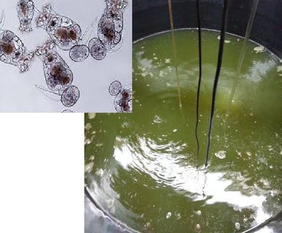 Microscopic view of live feed species used in aquaculture hatcheries