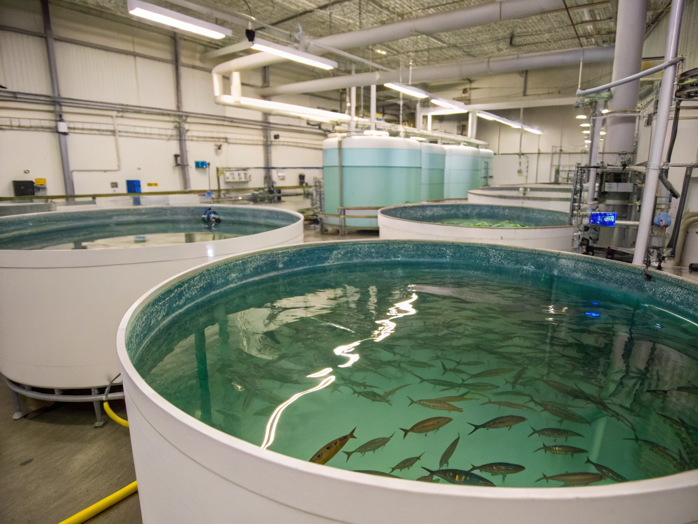 Recirculating Aquaculture Systems infrastructure
